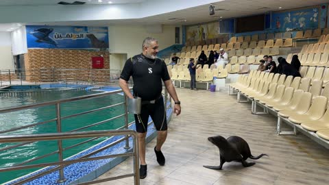 Sea Lion Trainer Interaction at Dolphin Village Show
