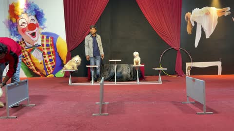 Circus Dog Training Performance on Stage Indoor Footage