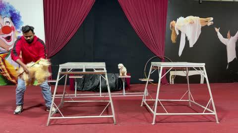 Circus Dog Trainer Performance Indoor Stage Video