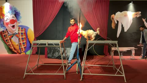 Circus Dog Jumping Through Fire Ring Performance