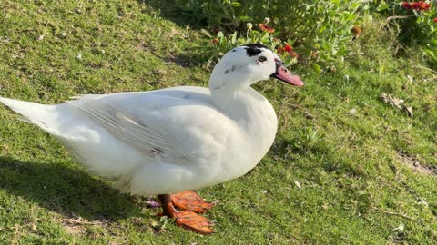 White Domestic Duck on Green Grass Garden Video