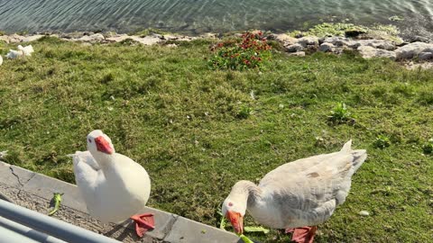 Domestic Geese Feeding on Lettuce by Lake