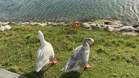 Geese Standing by Lake Park Hand Feeding Video