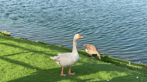 Geese Walking on Green Grass Bank by Lake Side Video