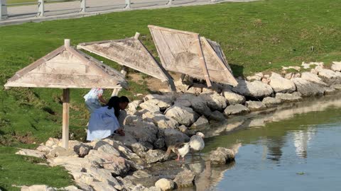 Children Feeding Geese in Public Park Pond Video