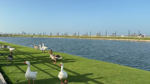 Geese Walking on Green Grass at Waterfront Promenade