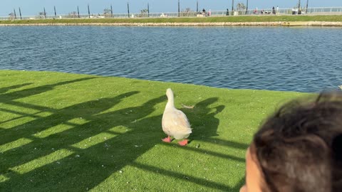 White Goose Walking on Grass at Waterfront Park
