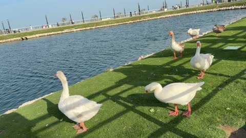 Domestic Geese Standing by Urban Park Waterfront Canal