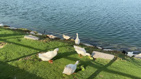 White Ducks Feeding on Green Grass by Lake Waterfront
