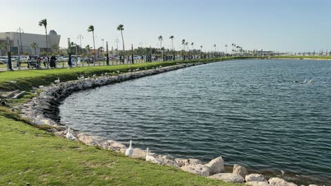بحيرة حديقة عامة مع طيور البط والممشى