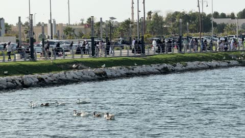 طيور البط تسبح في الحديقة العامة الواجهة البحرية