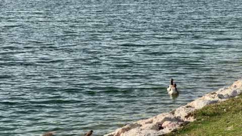 Geese Swimming in Lake Shoreline Outdoor Daylight Video