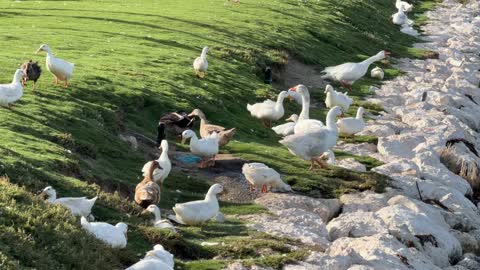 Flock of Ducks and Geese on Grassy Shoreline Footage
