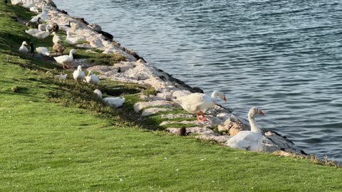White Geese and Ducks Resting on Grassy Lake Shore