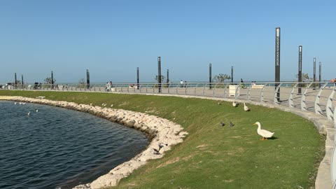 Ducks and Pigeons at Waterfront Park Static Video