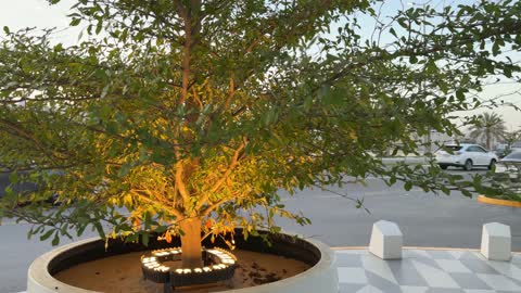 شجرة مضاءة في حوض زرع حضري لقطة فيديو ليلية بالشارع