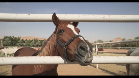 Brown Horse at Desert Stable Fence Close Up Footage