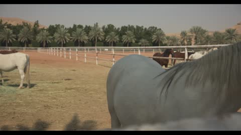 Arabian Horses Grazing on Desert Farm in Saudi Arabia