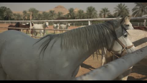 White Arabian Horse in Desert Stable Footage