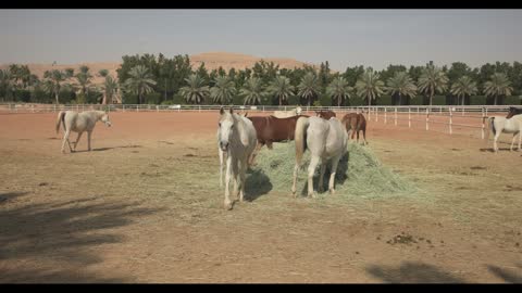 Arabian Horses Eating Hay at Desert Ranch Stock Footage