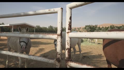 Arabian Horses in Paddock Saudi Arabia Video