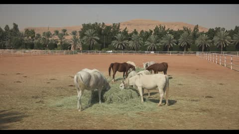 Arabian Horses Eating Hay in Desert Farm Paddock