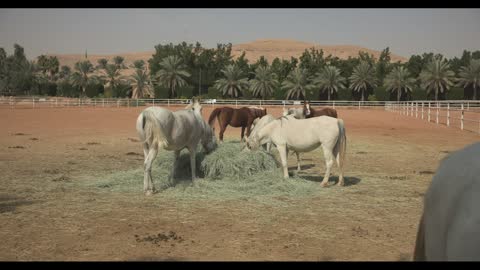 Arabian Horses Eating Hay at Desert Ranch