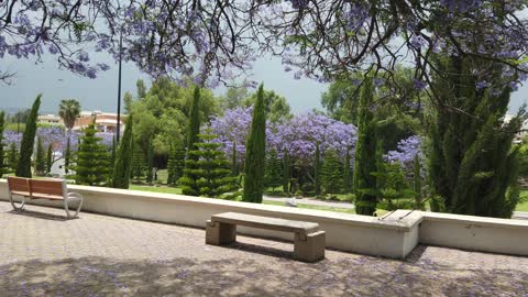 Jacaranda Trees Blooming in Abha Park Saudi Arabia