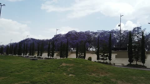 Jacaranda Trees in Abha Saudi Arabia Park Footage