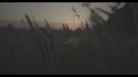 Wild Grass Swaying at Sunset Dusk Silhouette