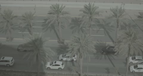 City Traffic Road with Palm Trees Overhead Footage