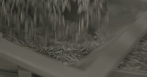 Sunflower Seeds Pouring on Factory Conveyor Close Up