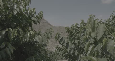 شجيرات البن الخضراء على المدرجات الزراعية الجبلية