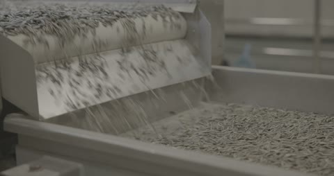 Sunflower Seed Processing Factory Conveyor Belt Footage