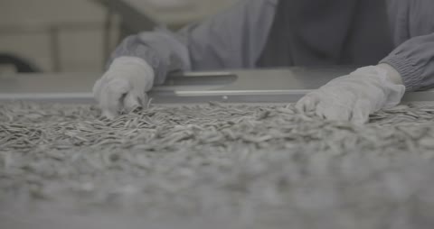 Factory Workers Sorting Sunflower Seeds on Conveyor Belt