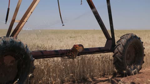 Center Pivot Irrigation System Watering Wheat Field