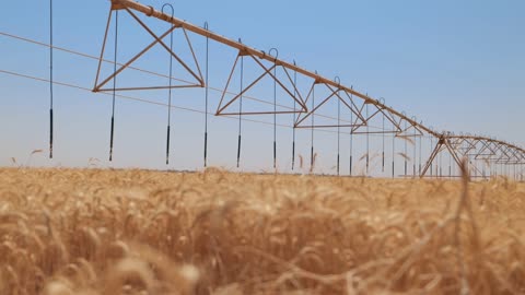 فيديو نظام الري المحوري في حقل القمح الذهبي
