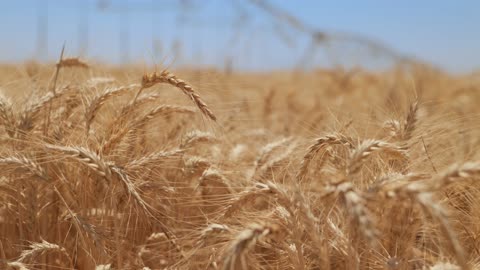 Golden Wheat Field Pivot Irrigation System Footage