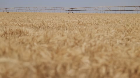 حقل القمح الذهبي في المزرعة فيديو زراعي بدقة عالية
