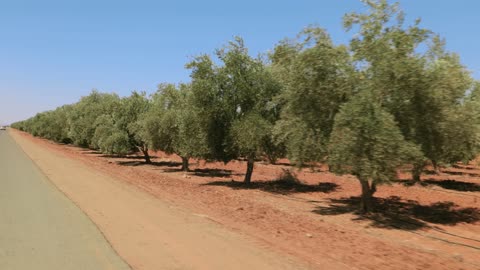 لقطة تتبع لبستان أشجار الزيتون بجانب الطريق بالنهار