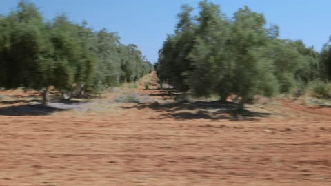 Olive Trees Orchard Red Soil Tracking Shot Daylight Footage