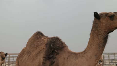 فيديو لقطة مقربة لجمل عربي في حظيرة مزرعة خارجية