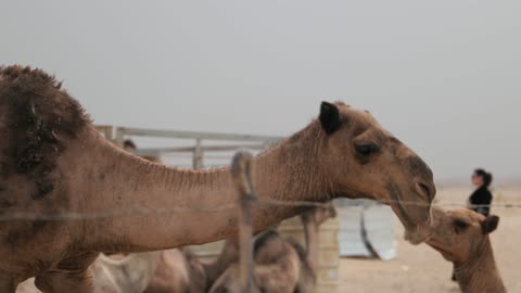 Arabian Dromedary Camel in Desert Enclosure Footage