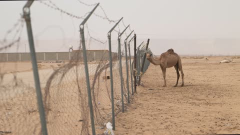 فيديو جمل يقف بجوار سياج سلكي في الصحراء المغبرة