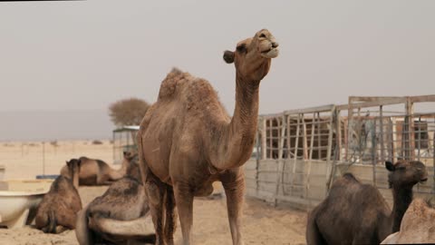 مجموعة من الجمال في مزرعة صحراوية تبحث عن الطعام