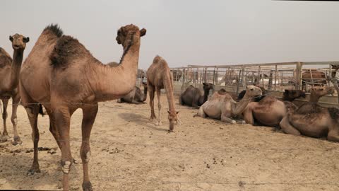 لقطات فيديو لقطيع إبل يستريح في حظيرة صحراوية