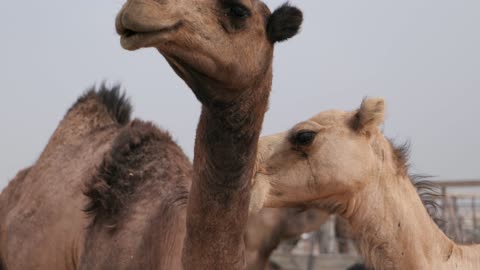 تفاعل الجمال عن قرب في حظيرة صحراوية لقطات فيديو