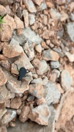 Black Desert Beetle in Nizwa Oman Close Up Video
