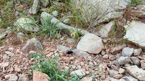 Black Beetle Crawling on Rocky Ground in Nizwa Oman