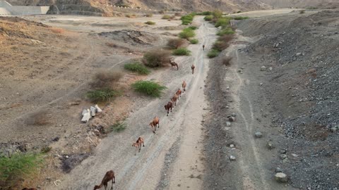 قطيع جمال يسير في طريق الشفا بالطائف تصوير جوي درون